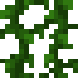 Vine