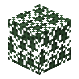 Spruce Leaves