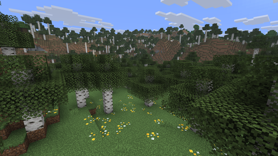 Birch Forest