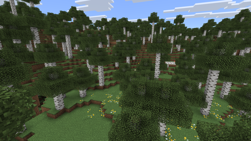 Old Growth Birch Forest